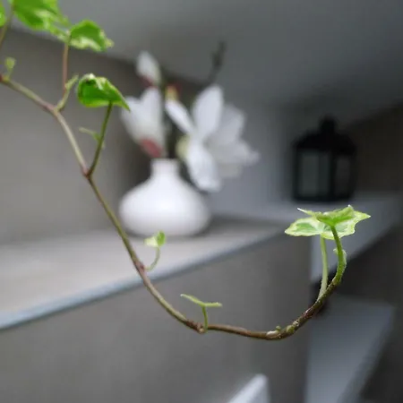 达奇斯坦糟贝尔公寓 公寓