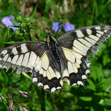 达奇斯坦糟贝尔公寓 公寓 阿布特瑙