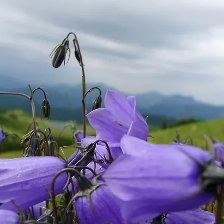 Alpenhaus Dachstein.zauber Lägenhet