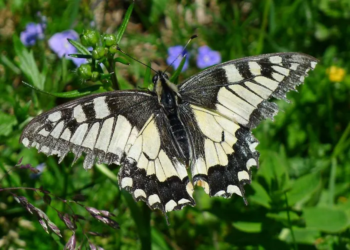 Alpenhaus Dachstein.zauber Lejlighed Abtenau