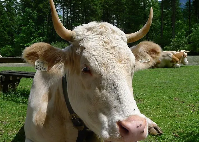 Alpenhaus Dachstein.zauber