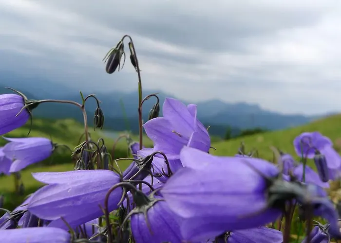 Alpenhaus Dachstein.zauber Daire