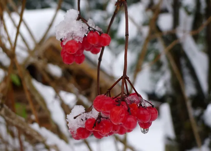 Lejlighed Alpenhaus Dachstein.zauber