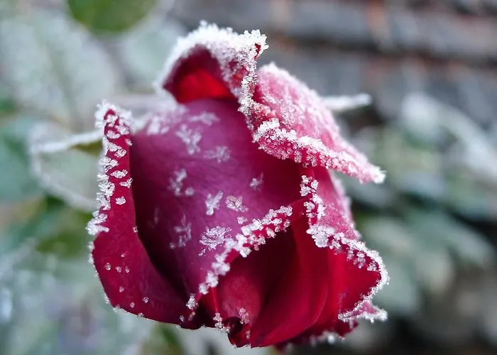 Alpenhaus Dachstein.zauber Lejlighed